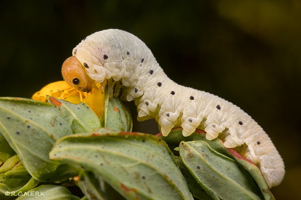 Blattwespe Tenthredo zona 1000px Rainer Clemens Merk Wien macro photography r-c-merk.jpg